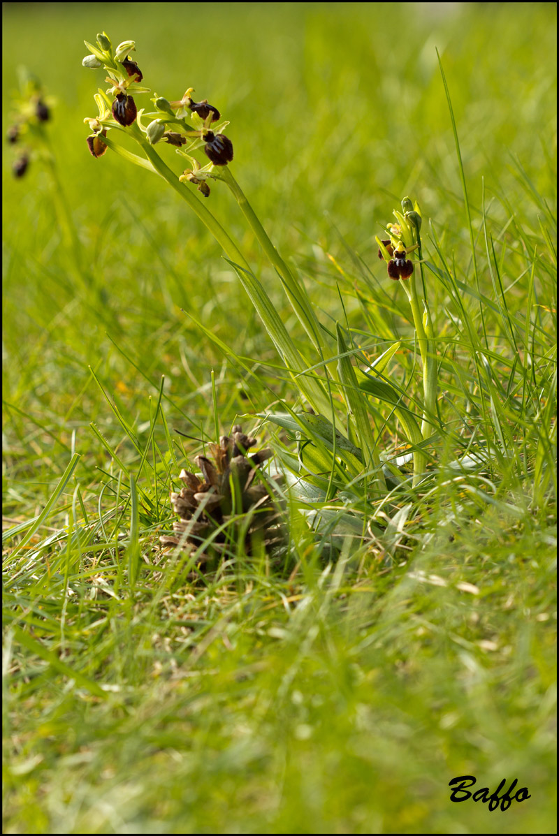 Ophrys sphegodes subsp. sphegodes Mill